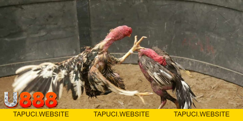 Đá Gà SV388 U888 - Sân Chơi Cá Cược Trực Tuyến Đỉnh Cao