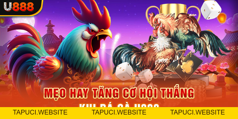 Đá Gà U888 Phát Trực Tiếp Và Mở Cược Trận Đấu Chuyên Nghiệp
