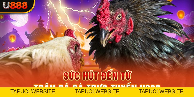 Đá Gà U888 Phát Trực Tiếp Và Mở Cược Trận Đấu Chuyên Nghiệp