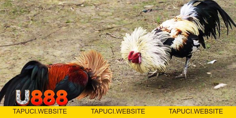 Đá Gà Tre | Chia Sẻ Kinh Nghiệm Dành Cho Kê Thủ Tại U888