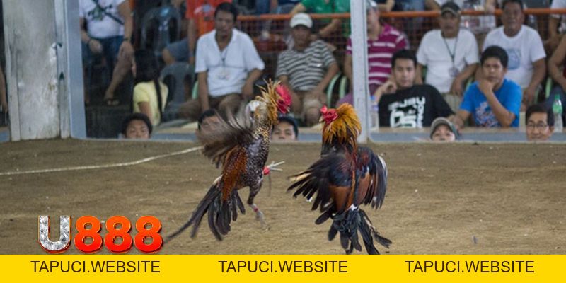 Đá Gà Tre | Chia Sẻ Kinh Nghiệm Dành Cho Kê Thủ Tại U888