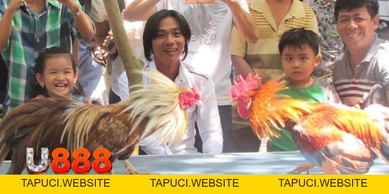 Đá Gà Tre | Chia Sẻ Kinh Nghiệm Dành Cho Kê Thủ Tại U888