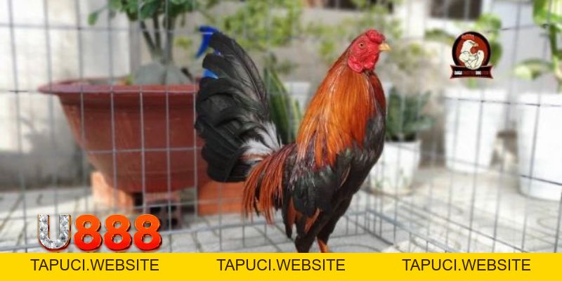 Đá Gà Tre | Chia Sẻ Kinh Nghiệm Dành Cho Kê Thủ Tại U888