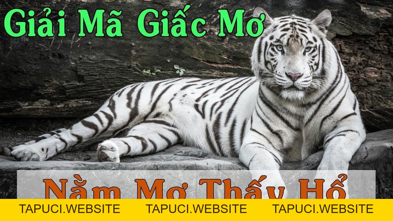 Giải Mã Giấc Mơ Thấy Hổ, Chia Sẻ Số Lô Đề Đẹp Tại U888