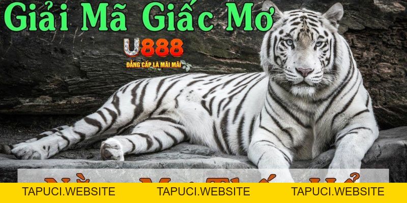 Giải Mã Giấc Mơ Thấy Hổ, Chia Sẻ Số Lô Đề Đẹp Tại U888