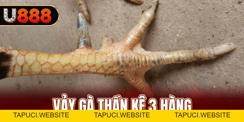 Vảy Gà Thần Kê Là Gì? Kinh Nghiệm Chọn Gà Đá Tốt 2026