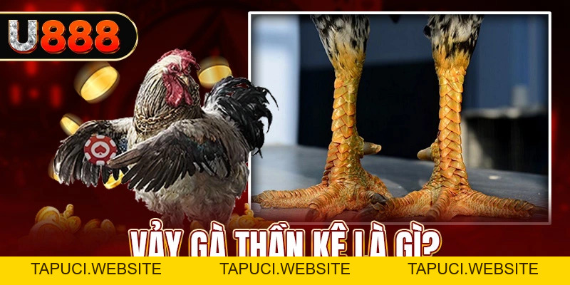 Vảy Gà Thần Kê Là Gì? Kinh Nghiệm Chọn Gà Đá Tốt 2026