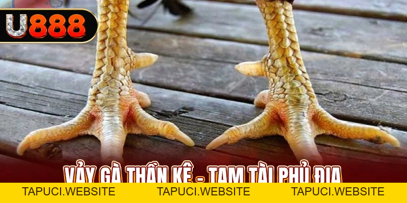 Vảy Gà Thần Kê Là Gì? Kinh Nghiệm Chọn Gà Đá Tốt 2026